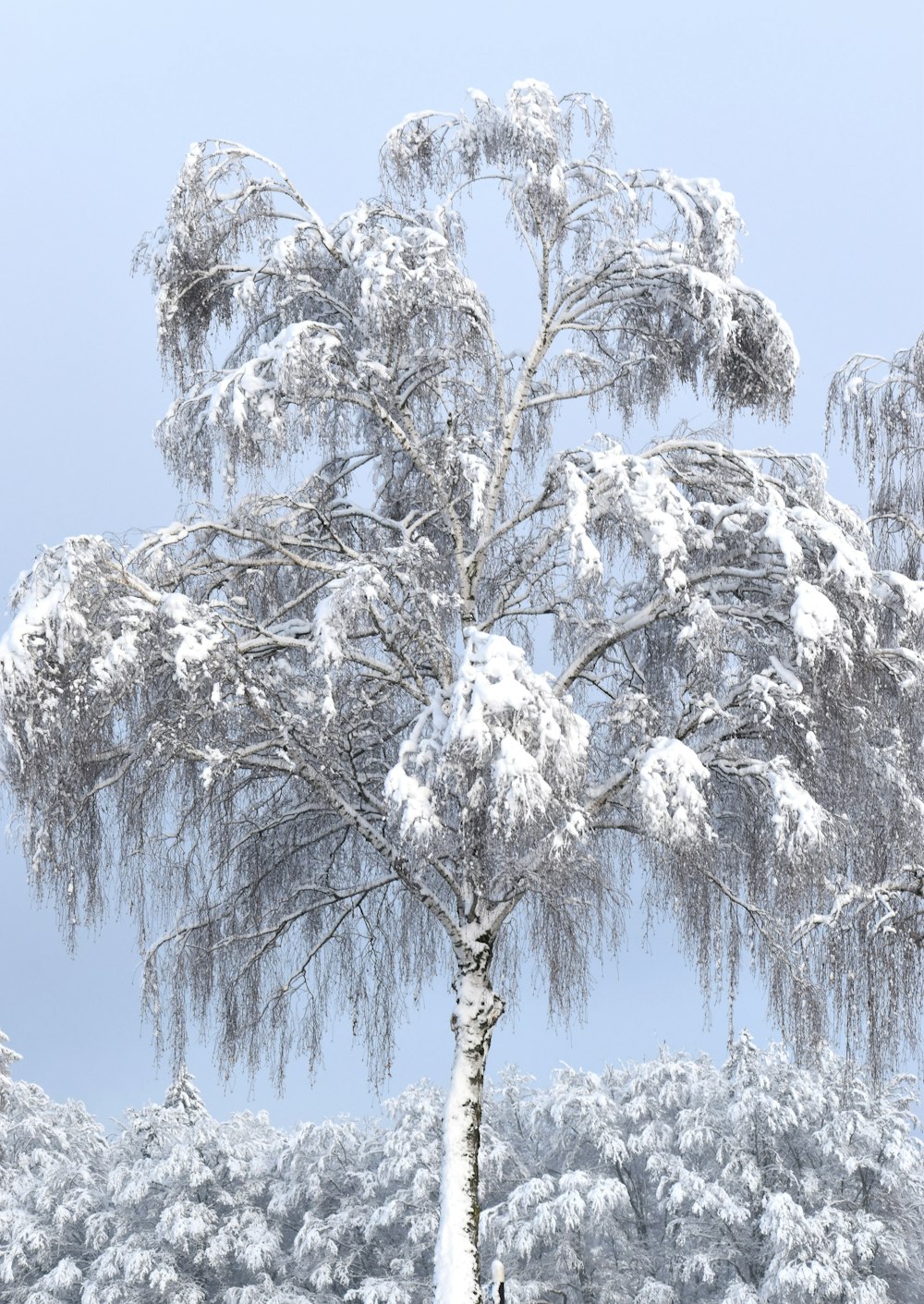 un árbol cubierto de nieve en medio de un campo