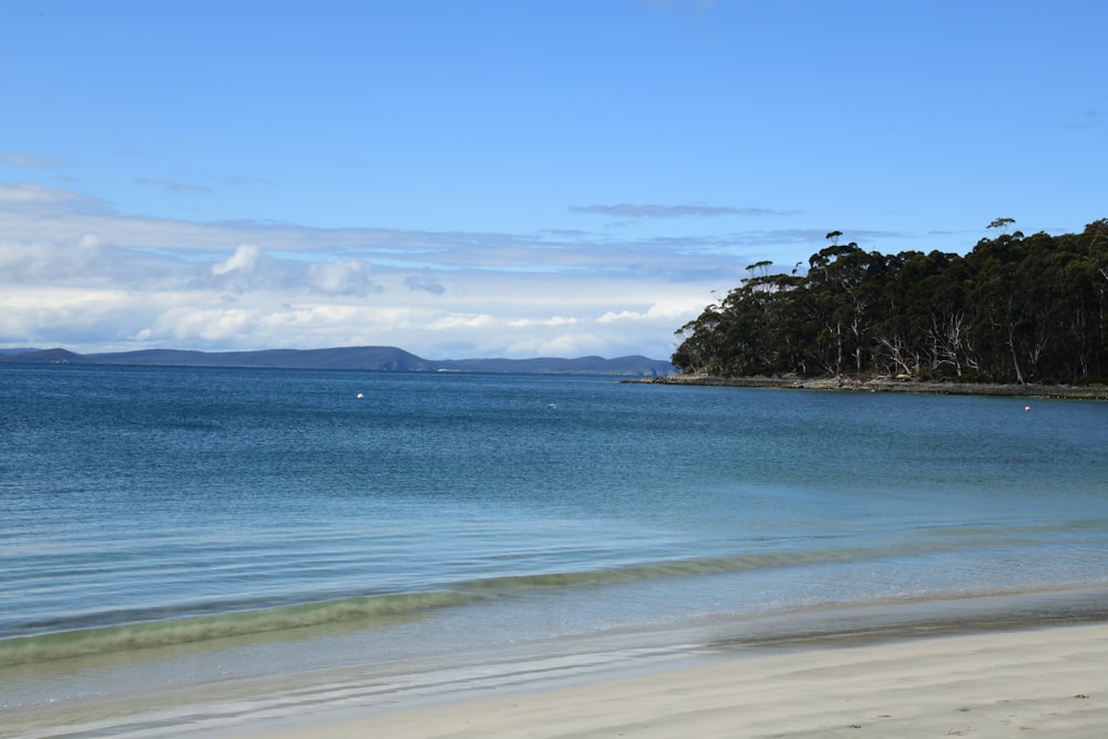 a body of water with trees in the background