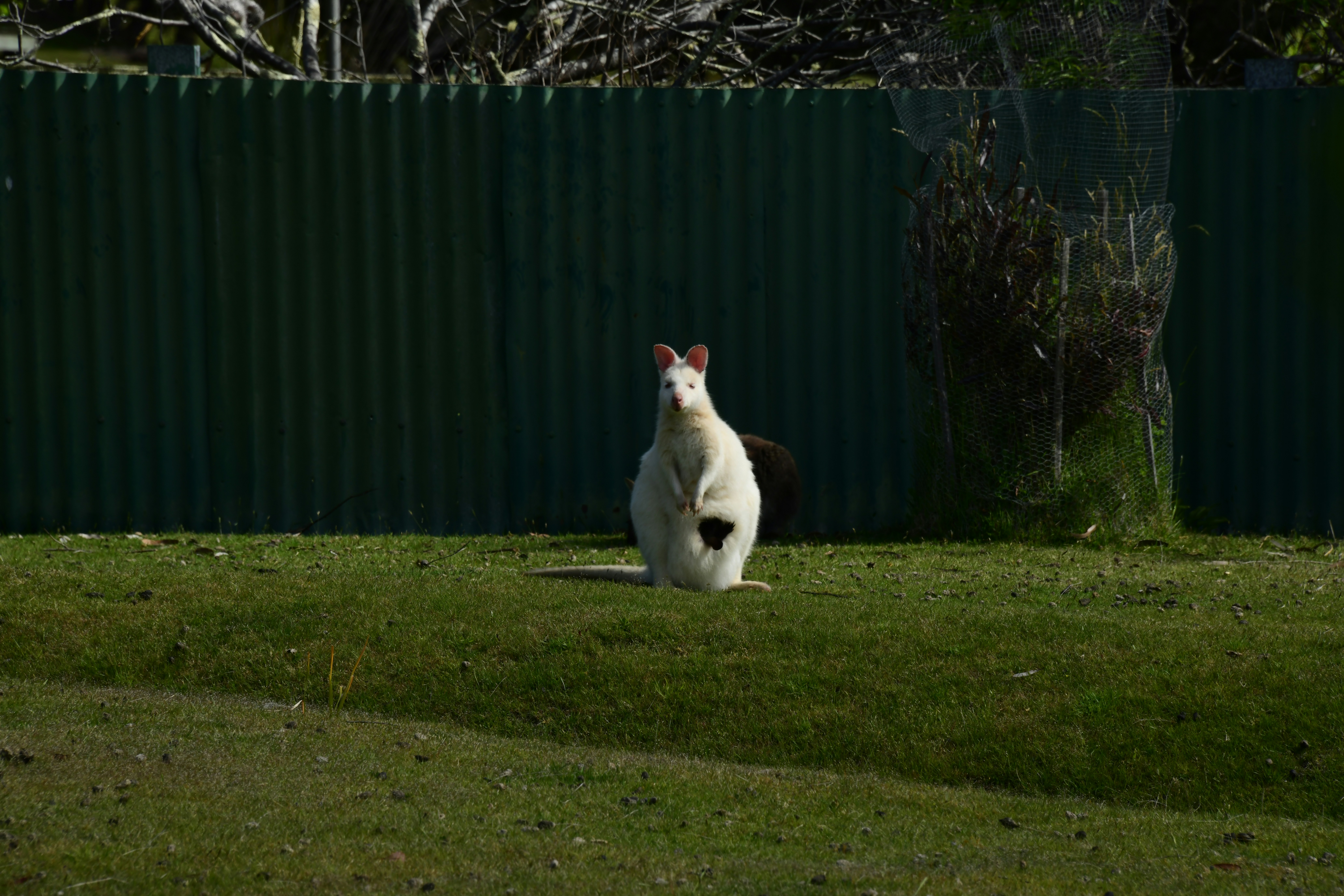 Why Is My Rabbit Shaking Her Tail? Deciphering Your Bunny's Body Language