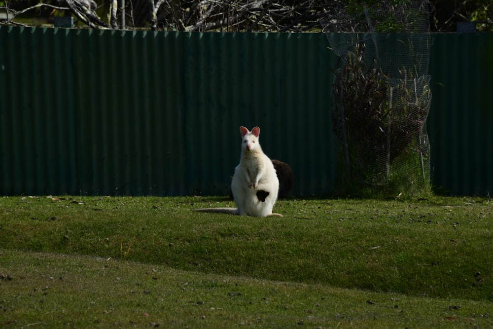 a white cat sitting in the grass near a fence