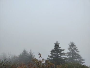 A wide-angle view of a foggy landscape where trees emerge softly from the mist.