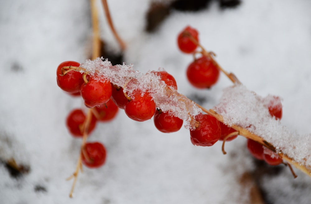 a bunch of berries that are covered in snow