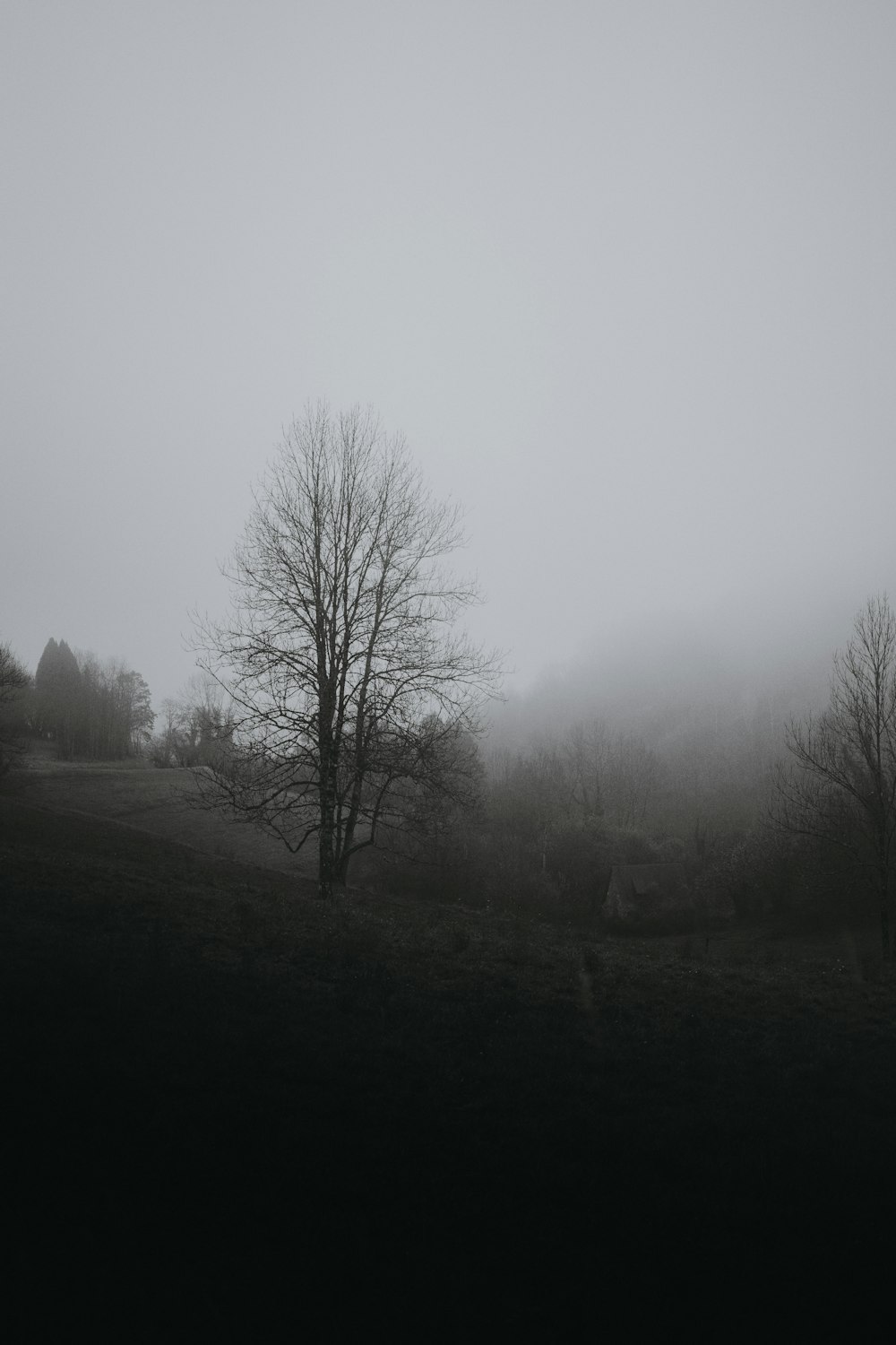 a black and white photo of a foggy field