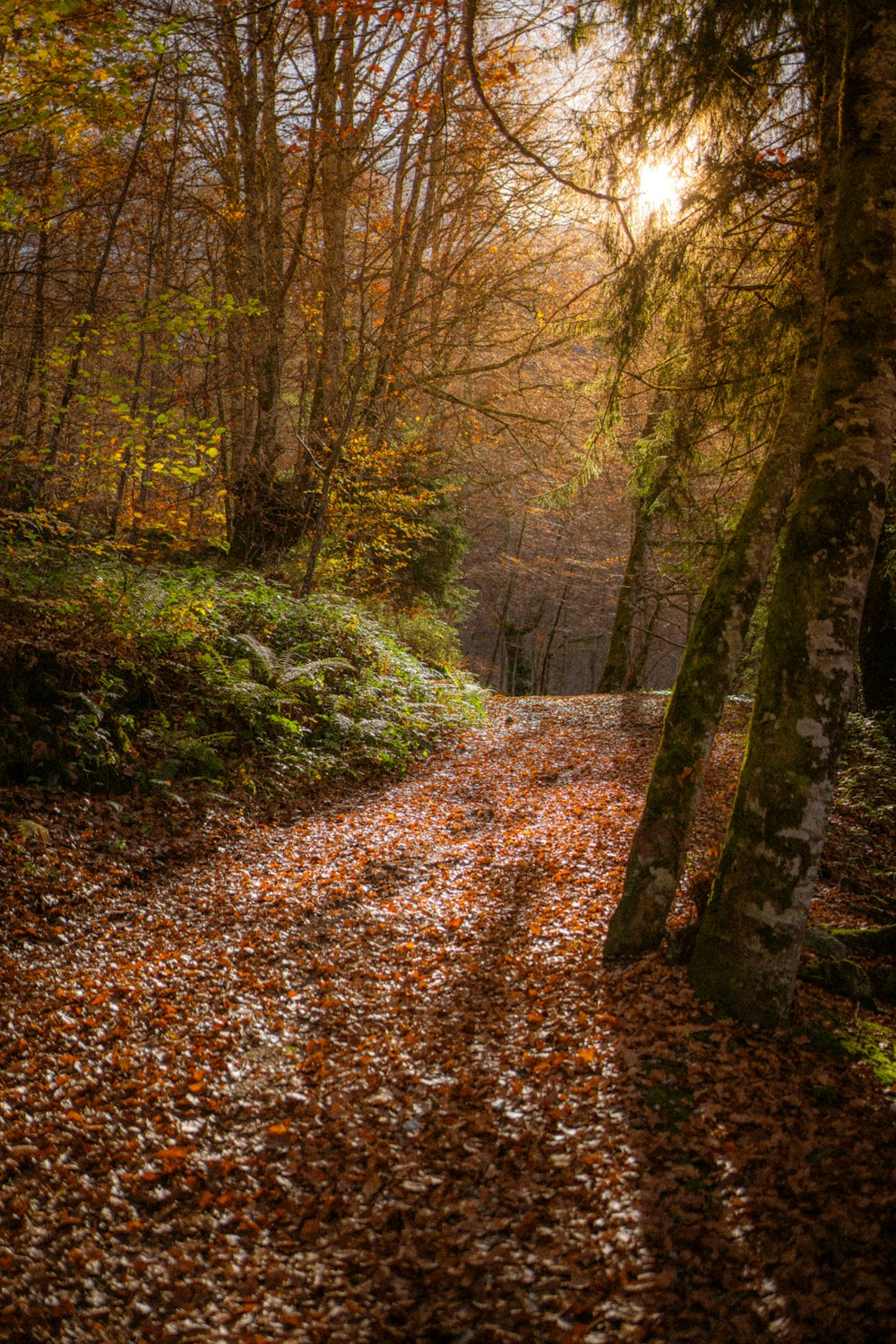 a path in the woods with leaves on the ground