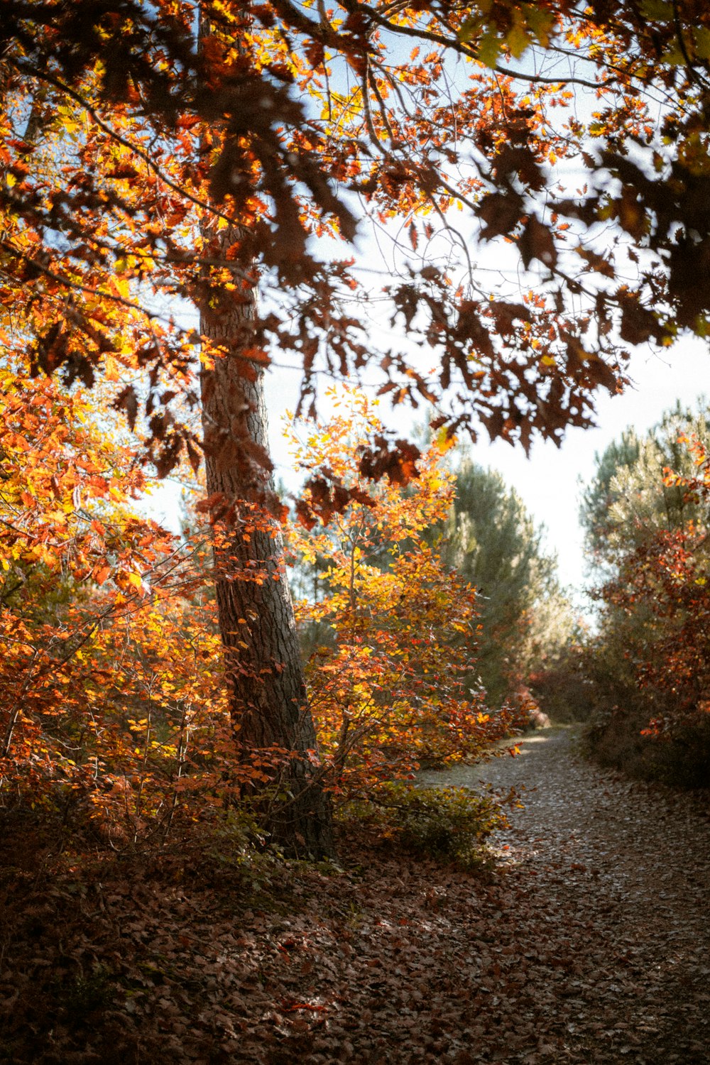 a path through a forest with lots of leaves on the ground