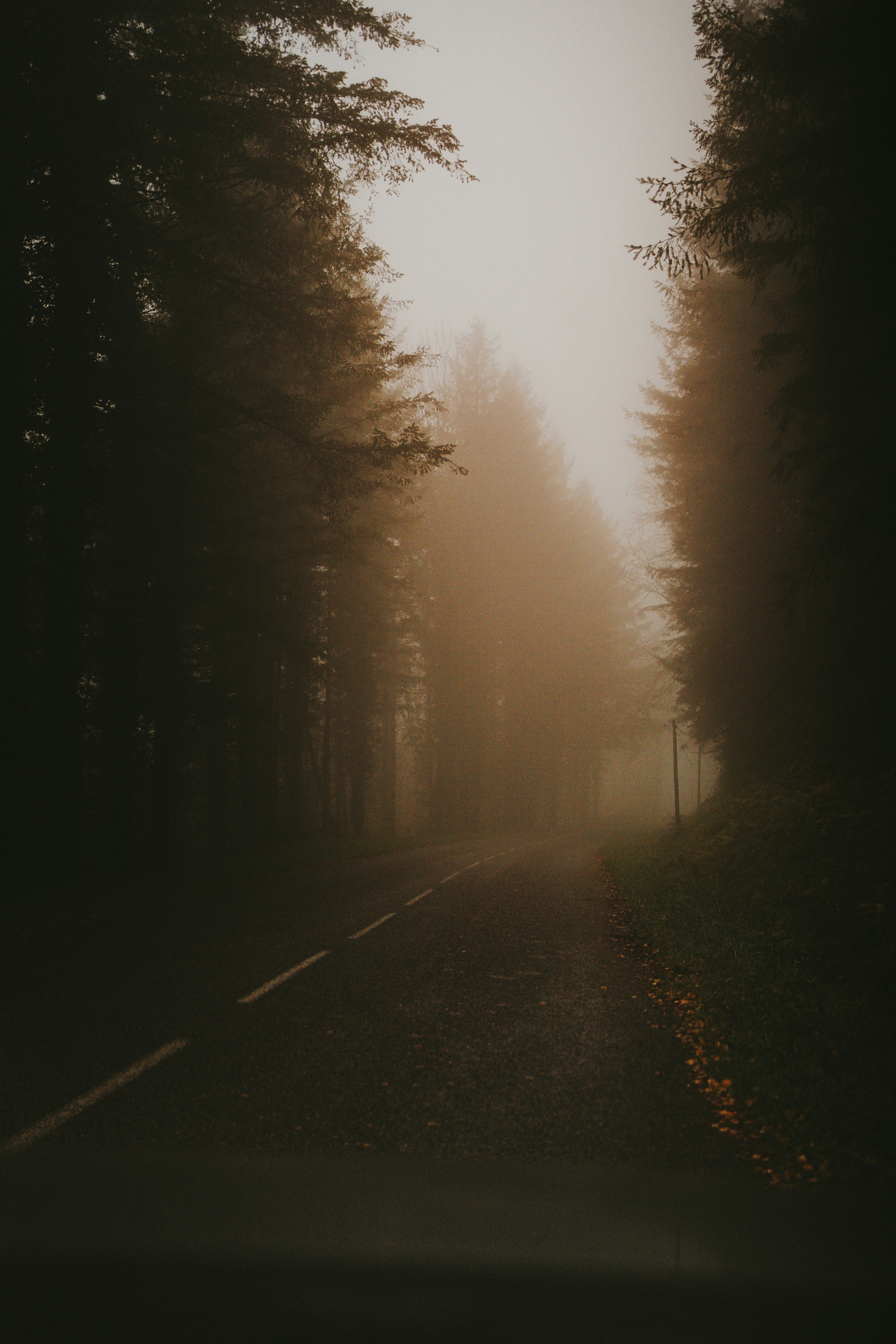 A foggy road in the middle of a forest photo – Free Bethmale Image on ...