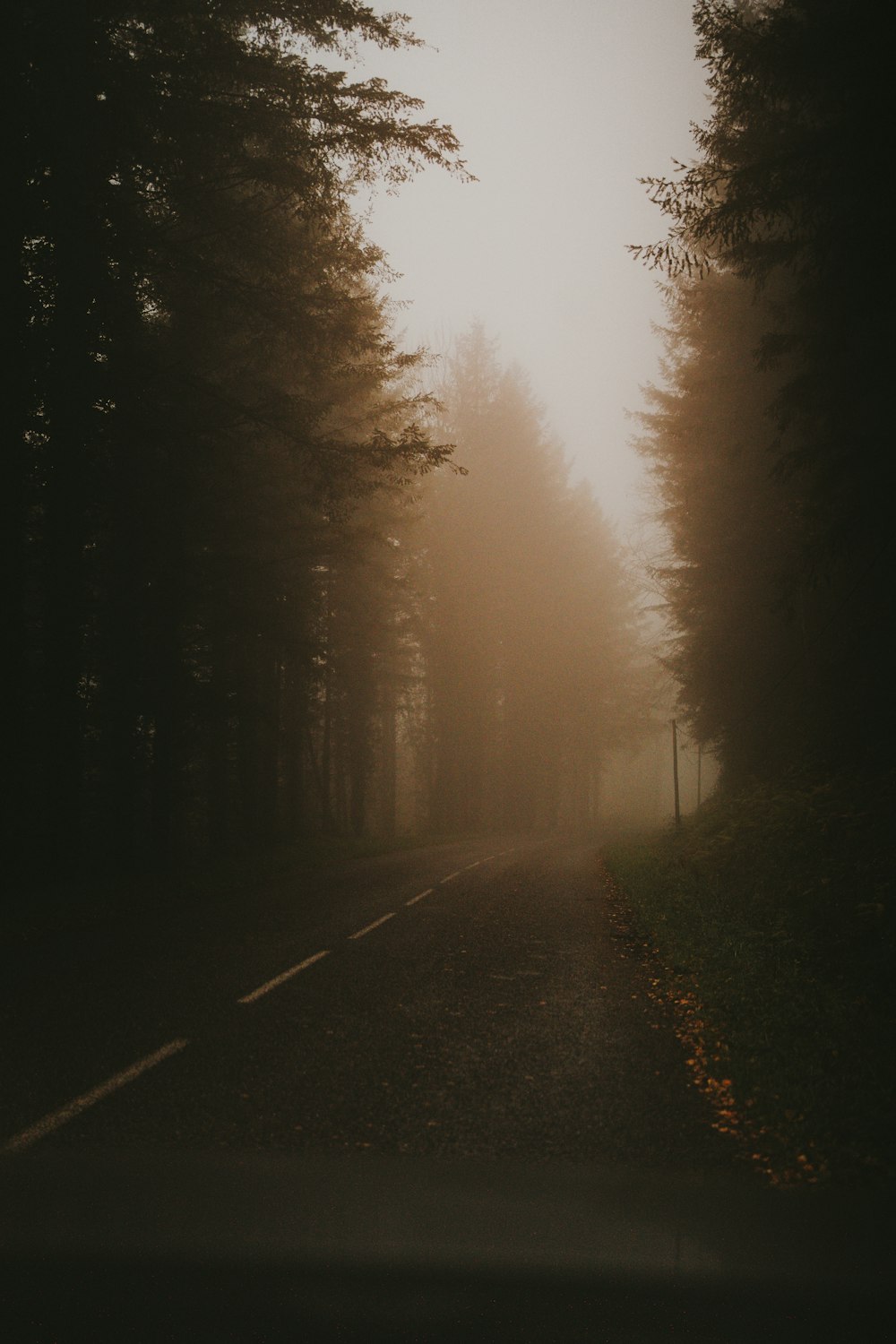 a foggy road in the middle of a forest