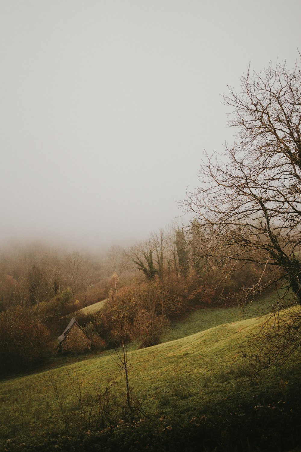 a foggy field with a lone tree in the foreground