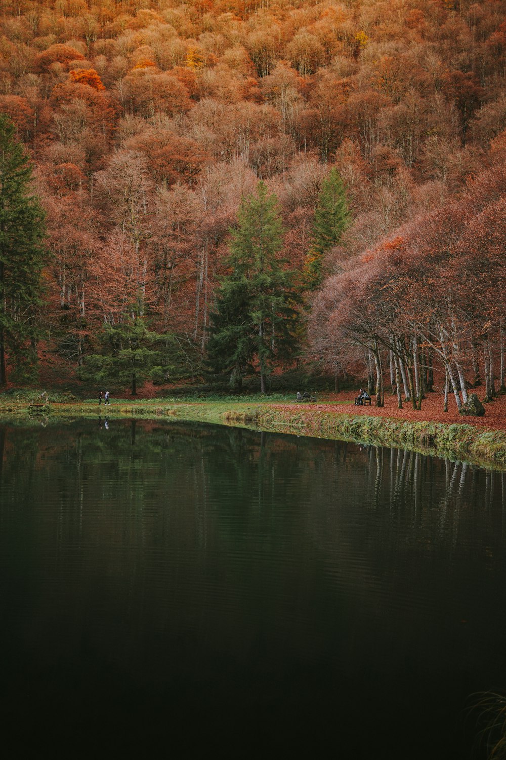 a body of water surrounded by a forest