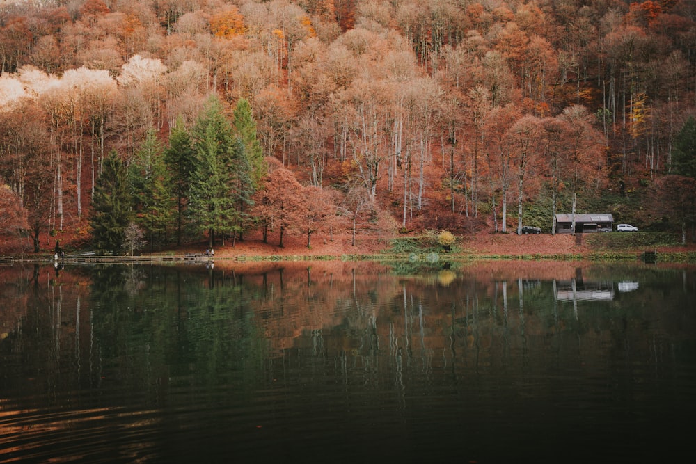 a body of water surrounded by a forest