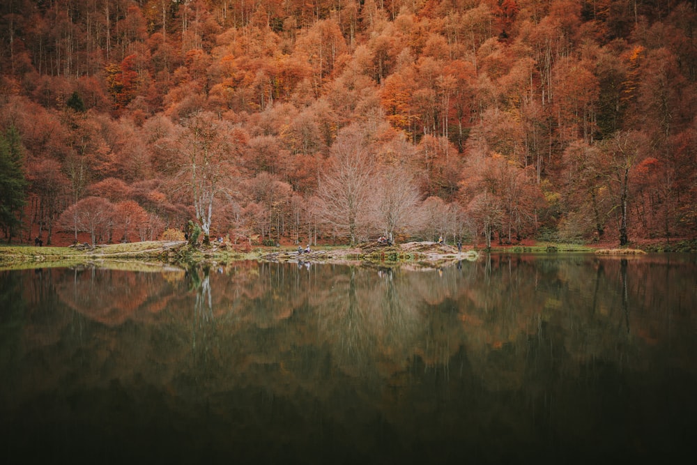 a body of water surrounded by a forest