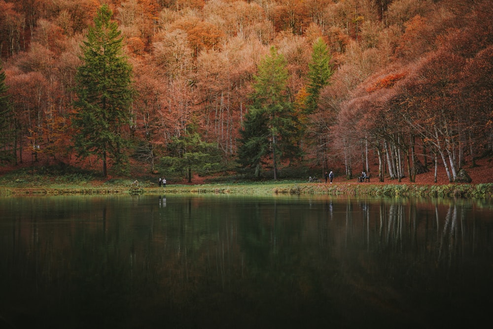 a body of water surrounded by a forest