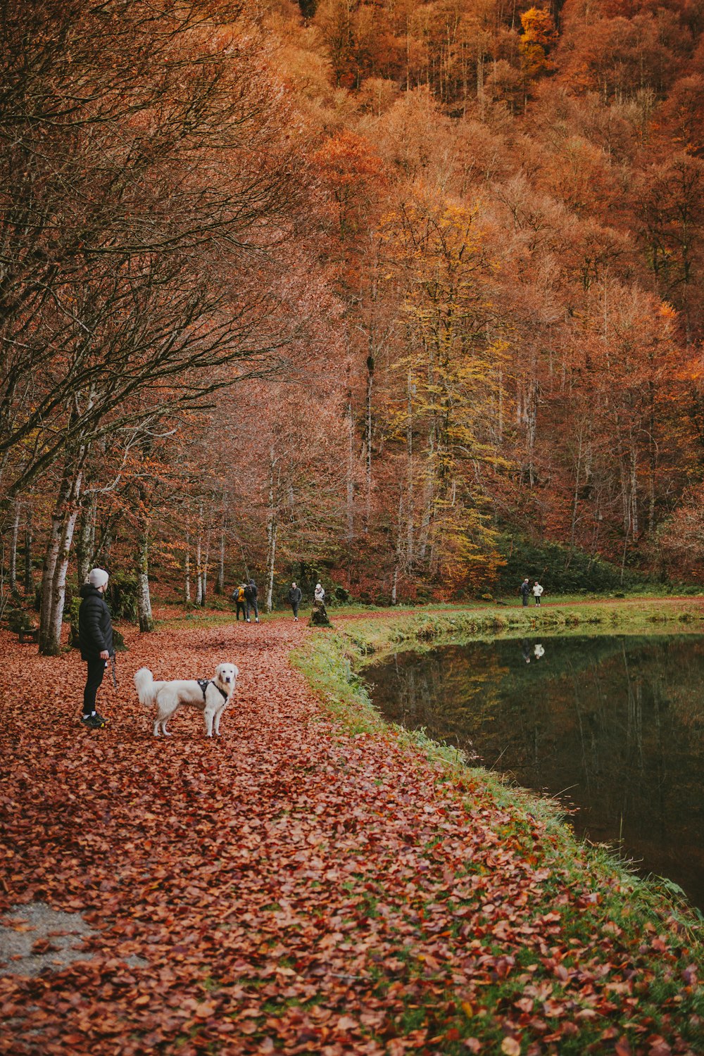 a person walking with two dogs on a leaf covered path