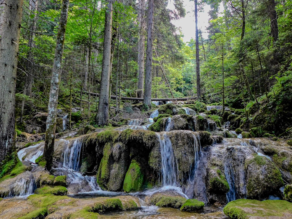 a small waterfall in the middle of a forest