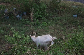A goat is grazing in a grassy area surrounded by various green plants and bushes. Several small pots, likely containing plants, are scattered in the background. The scene is natural and slightly overgrown, suggesting a rural or farm environment.