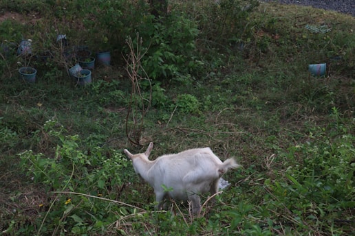 A goat is grazing in a grassy area surrounded by various green plants and bushes. Several small pots, likely containing plants, are scattered in the background. The scene is natural and slightly overgrown, suggesting a rural or farm environment.