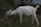 A white goat is grazing on lush green grass, surrounded by dense foliage. The scene takes place in a natural setting with a slight incline covered in vegetation.