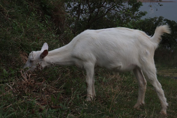 A white goat is grazing on lush green grass, surrounded by dense foliage. The scene takes place in a natural setting with a slight incline covered in vegetation.