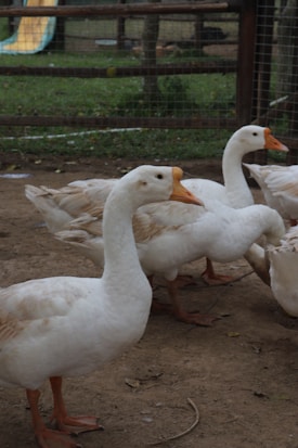 A group of white geese with orange beaks and feet are standing on a dirt ground, enclosed by a fence. In the background, there is a grassy area with a playground slide visible.