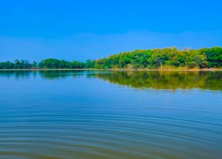 A serene body of water with small ripples reflects a lush forested area under a clear blue sky. The trees lining the water's edge exhibit various shades of green, indicating a healthy, natural environment.