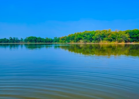 A serene body of water with small ripples reflects a lush forested area under a clear blue sky. The trees lining the water's edge exhibit various shades of green, indicating a healthy, natural environment.