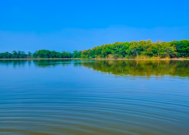 A serene body of water with small ripples reflects a lush forested area under a clear blue sky. The trees lining the water's edge exhibit various shades of green, indicating a healthy, natural environment.