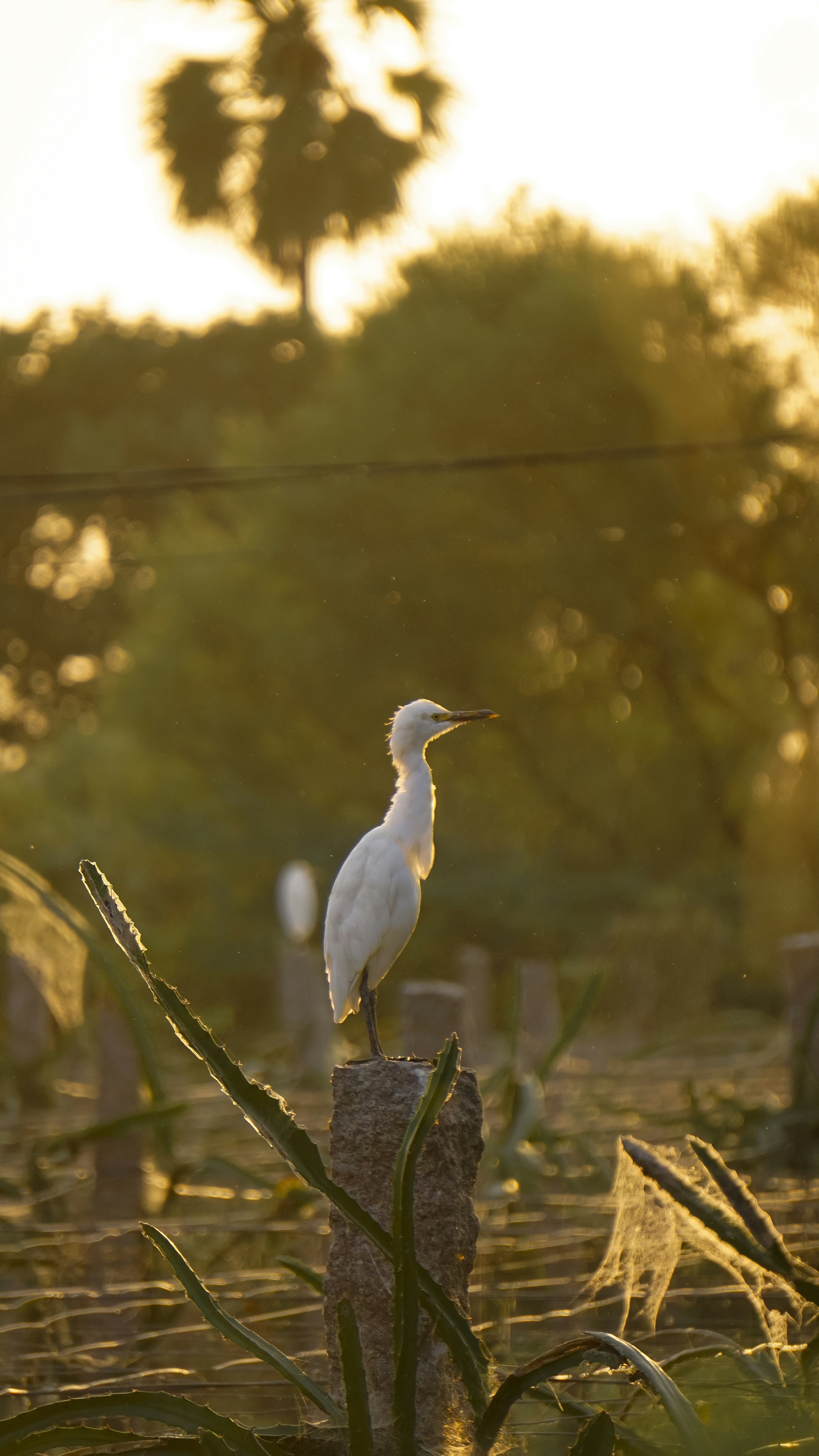 a white bird sitting on top of a wooden post