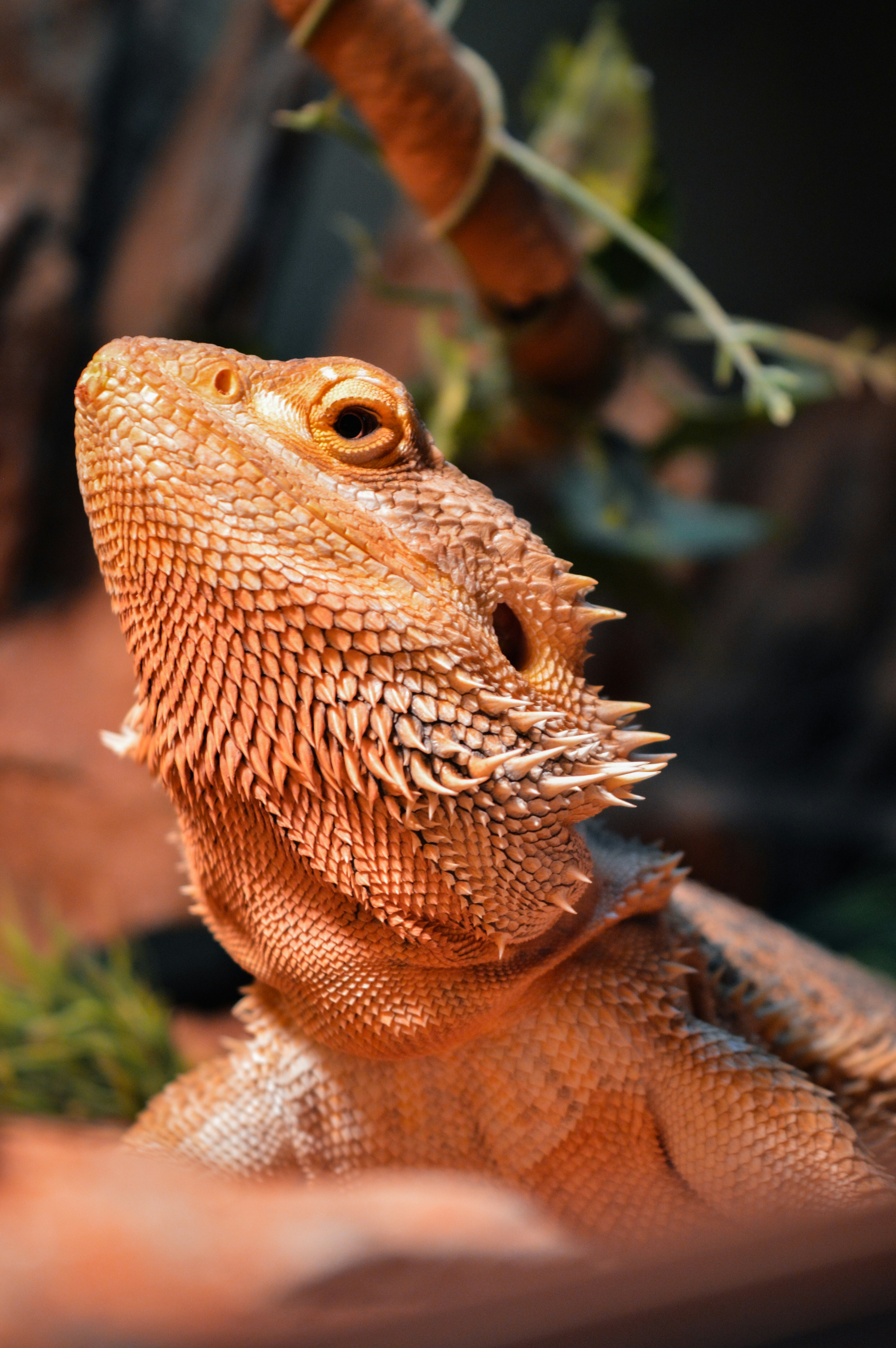 Bearded Dragon basking