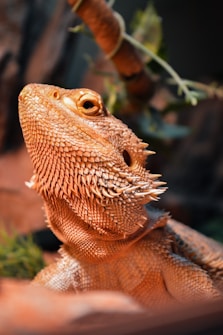 A close-up view of a bearded dragon with textured scales and a predominantly orange hue. The creature is gazing upward with a calm and observant demeanor. The background features naturalistic elements like blurred branches and greenery, enhancing the reptile's natural habitat setting.