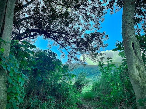 Wide shot of a landscaped slope with layered plants in tan and green tones, showcasing texture and depth.