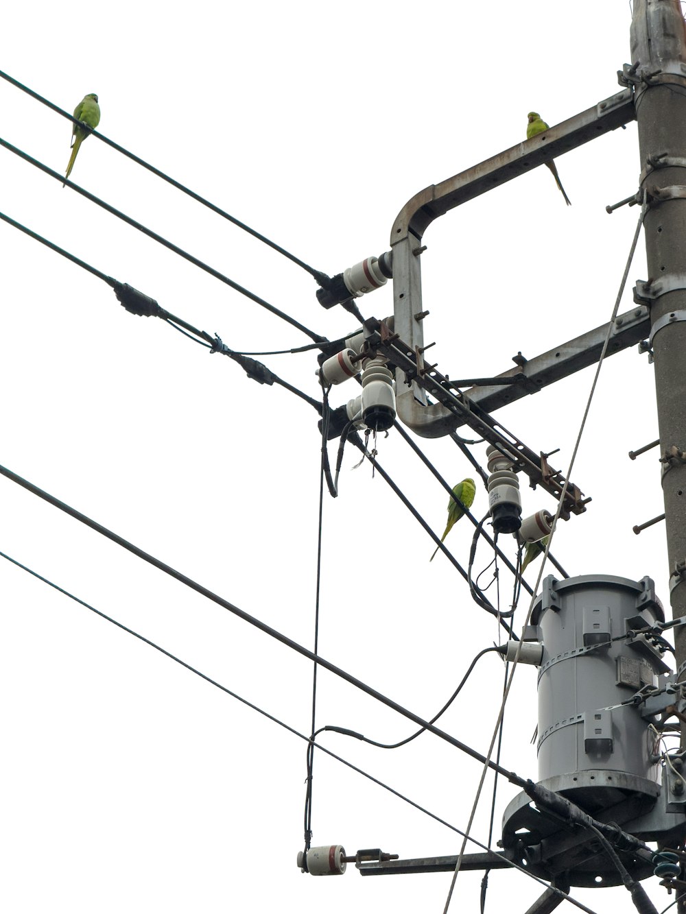 a couple of birds sitting on top of power lines