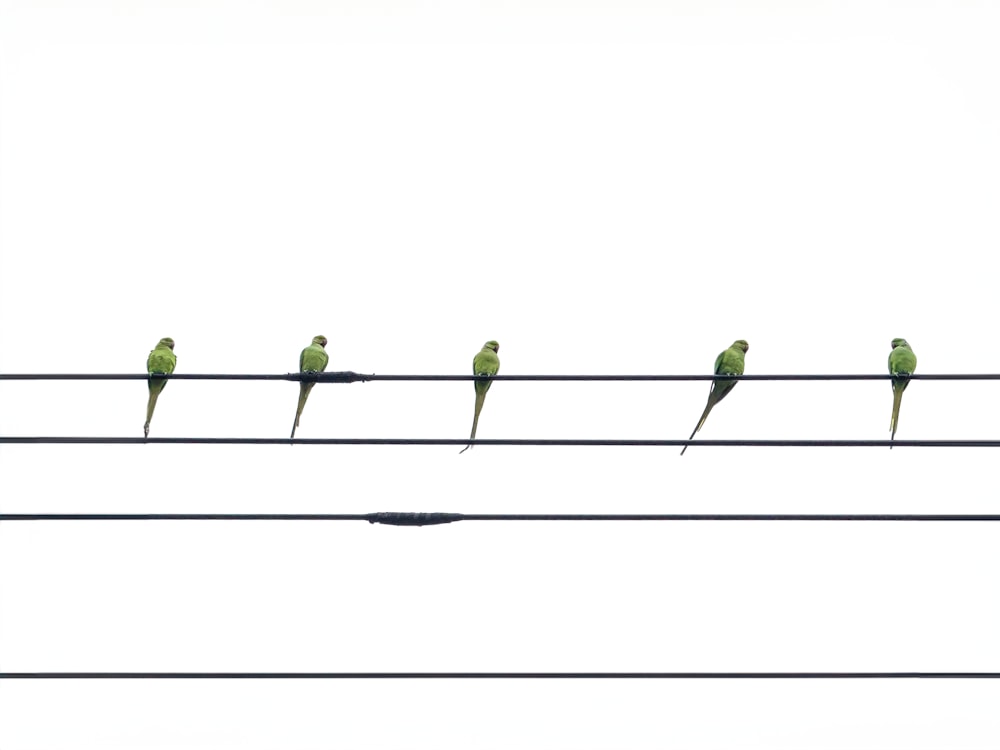 um grupo de pássaros sentados em cima de linhas de energia