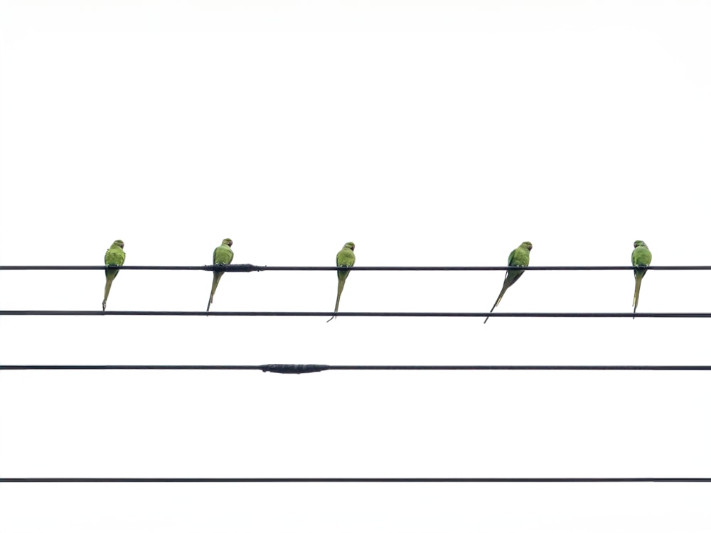 a group of birds sitting on top of power lines