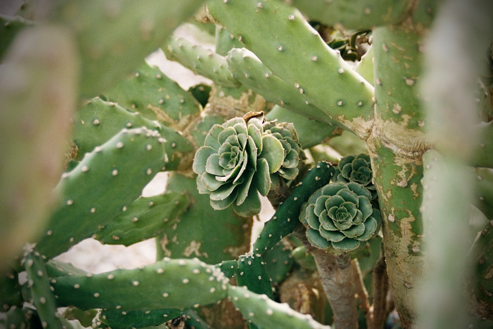 un gros plan d’une plante de cactus avec beaucoup de feuilles