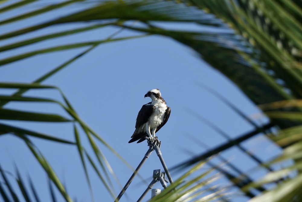 a bird sitting on top of a metal pole