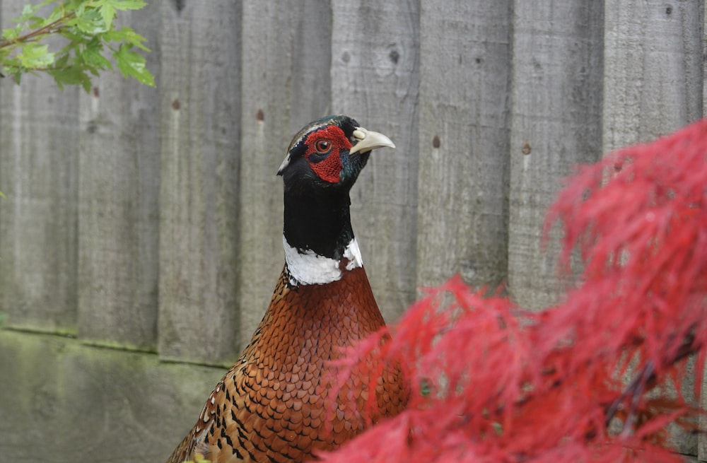 a close up of a bird near a fence