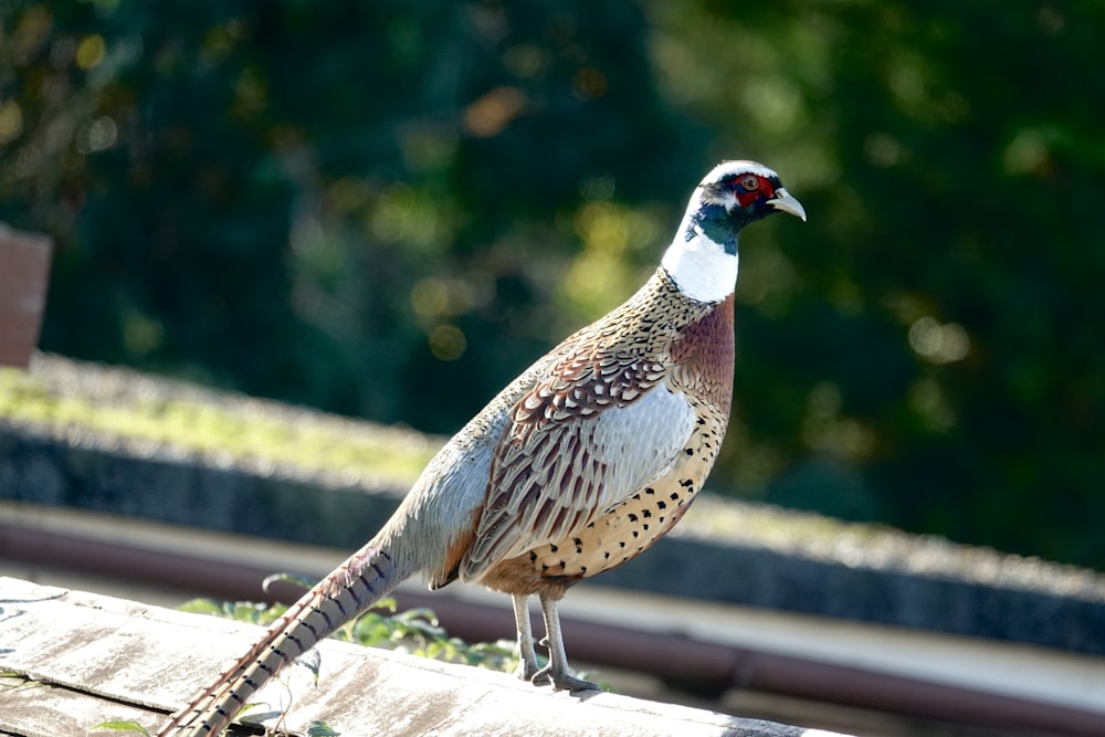 a large bird standing on top of a wooden bench