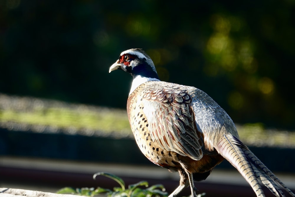 a close up of a bird with a blurry background