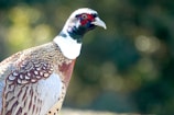 A pheasant with a colorful plumage consisting of a mix of brown, white, and iridescent feathers, standing against a blurred green background. The bird has a vivid red patch around its eye and a long tail.