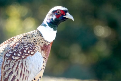 A pheasant with a colorful plumage consisting of a mix of brown, white, and iridescent feathers, standing against a blurred green background. The bird has a vivid red patch around its eye and a long tail.