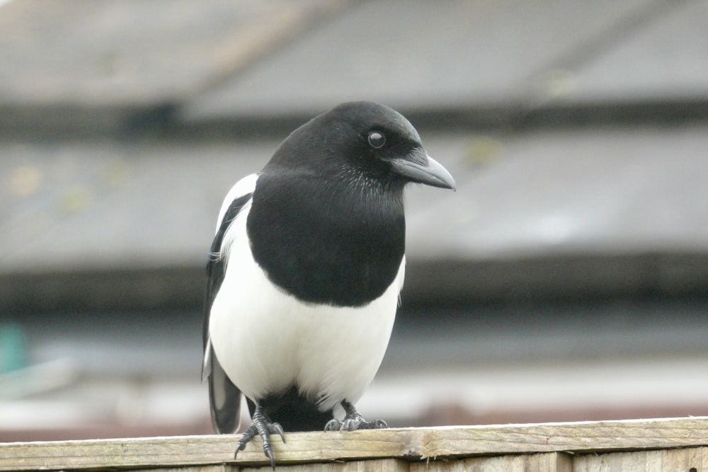 a black and white bird sitting on top of a wooden fence