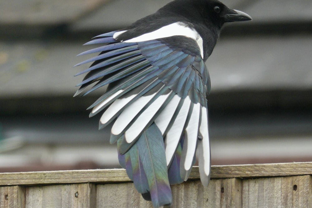 a black and white bird with its wings spread
