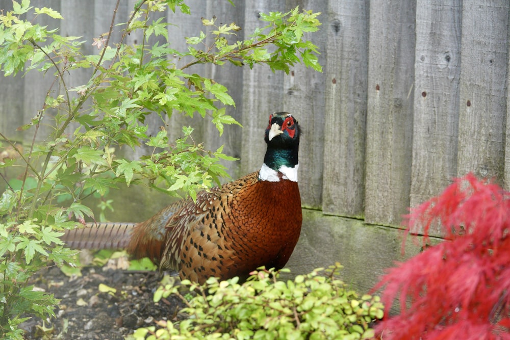 a peacock standing in a garden next to a fence