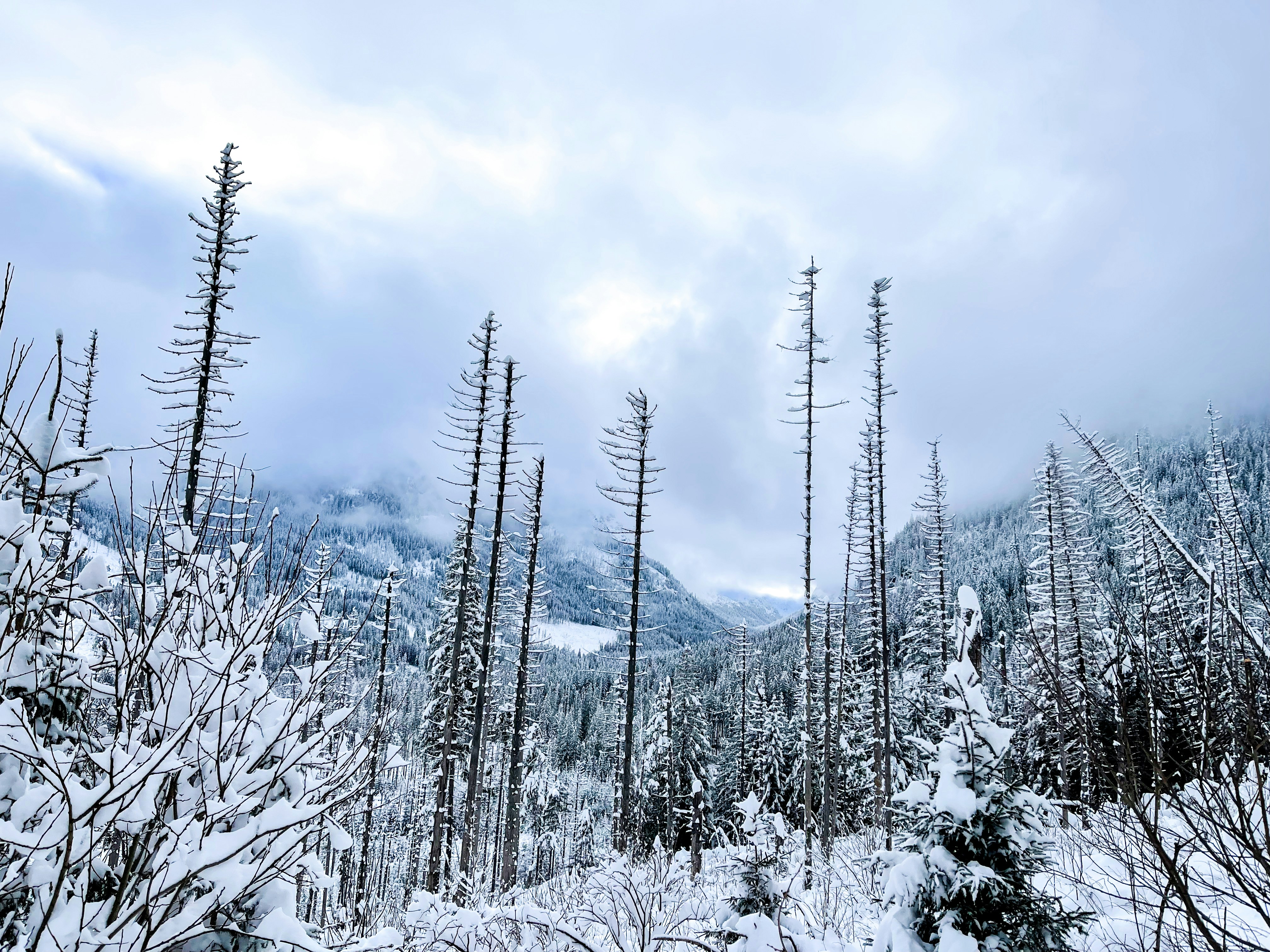 a forest filled with lots of trees covered in snow