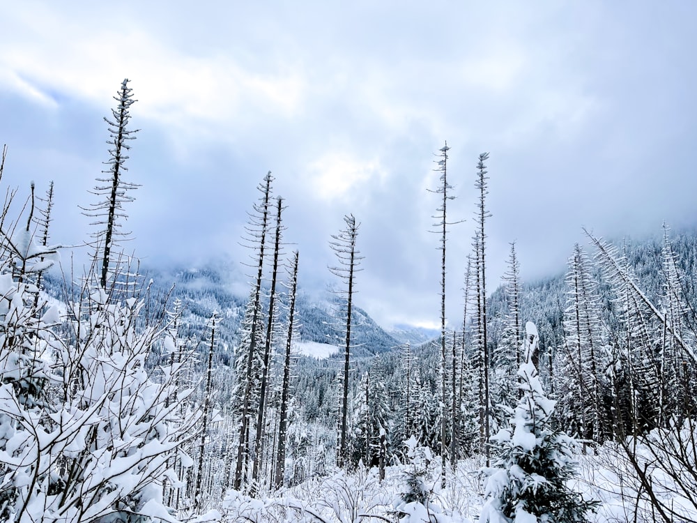 a forest filled with lots of trees covered in snow