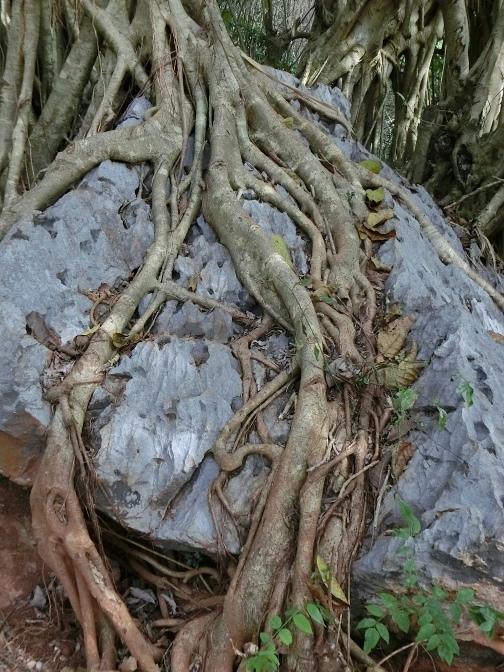 a large rock with a bunch of tree roots on top of it