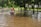 A person wearing a helmet and an orange jacket rides a motorcycle through a flooded street. The water is brown and reflective, suggesting recent rains or a flood. Trees and greenery line the road, and another person is visible standing on the sidewalk under the trees.