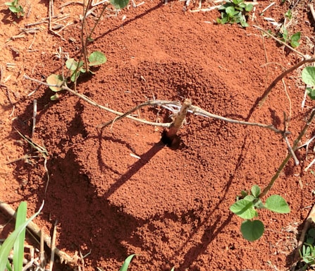 A circular mound of red dirt with a central hole, surrounded by green plants and twigs. The mounded dirt appears finely textured, indicating the presence of an ant or termite colony.