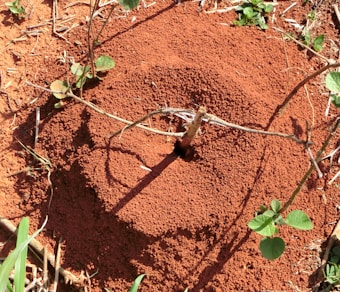 A circular mound of red dirt with a central hole, surrounded by green plants and twigs. The mounded dirt appears finely textured, indicating the presence of an ant or termite colony.