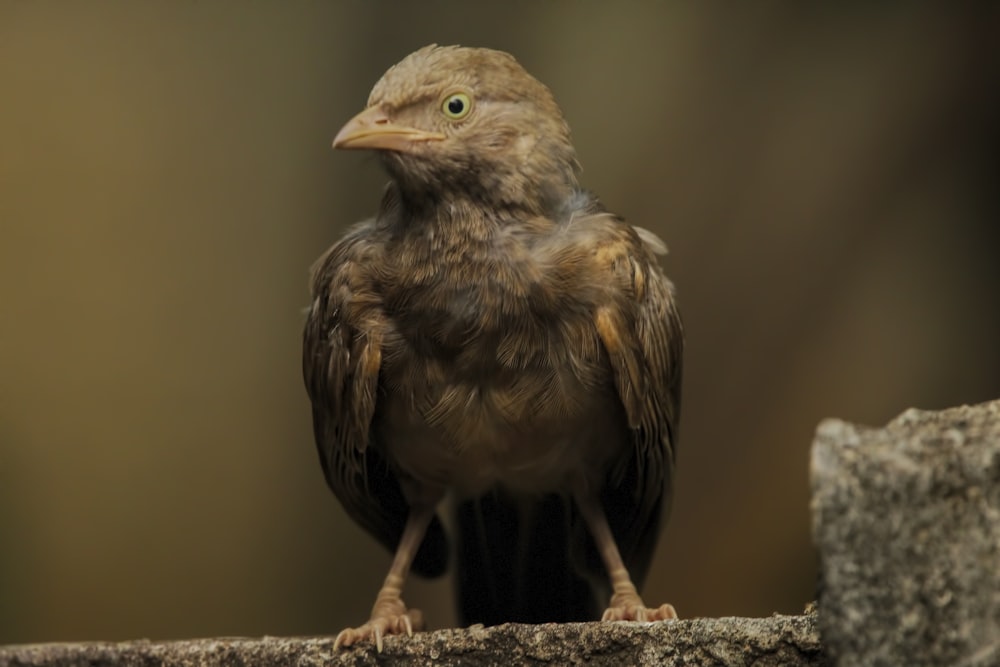 a small bird sitting on top of a rock